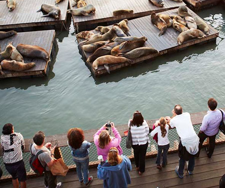 San Francisco Fisherman's Wharf with Pier 39 with sea lions