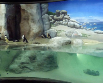 Jenkinson's Aquarium Penguin Cam