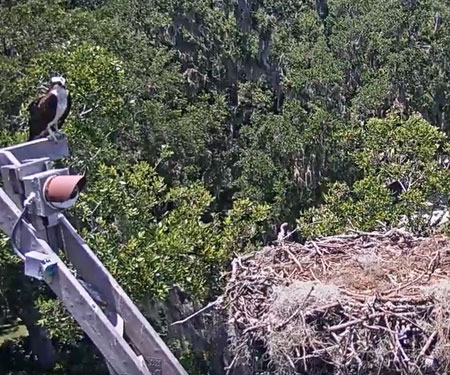 Live Osprey Nest Webcam, Skidaway Island, Savannah, GA.