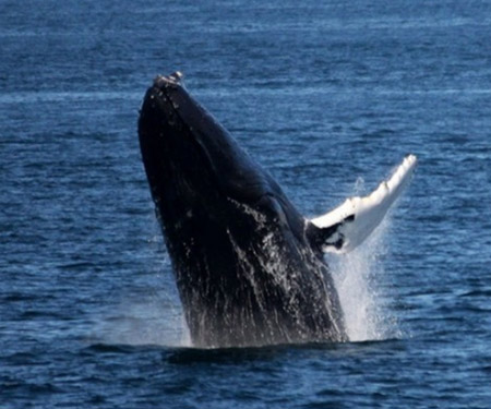 Bar Harbor Whale Watch