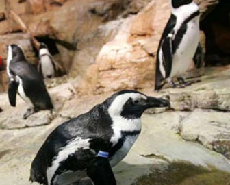 African Penguins Cam by Monterey Bay Aquarium