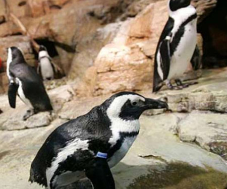 African Penguins Cam by Monterey Bay Aquarium