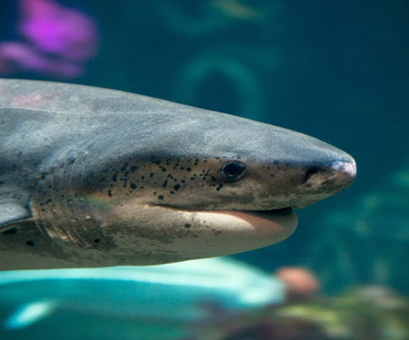 Live Shark Cam by Monterey Bay Aquarium