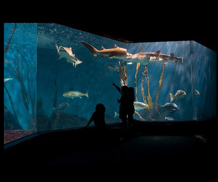 Live Shark Cam from Maritime Aquarium at Norwalk