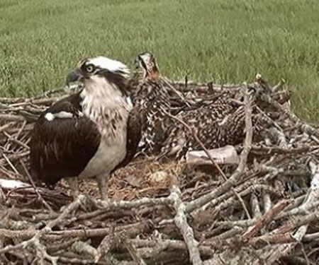 Live Osprey Cam New Haven, CT