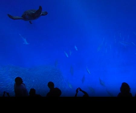 Monterey Bay Aquarium Open Sea Cam