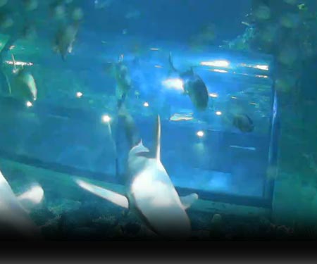 Moody's Garden Aquarium Underwater Cam, Galveston, TX