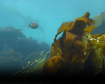 Channel Islands National Park Underwater Cam