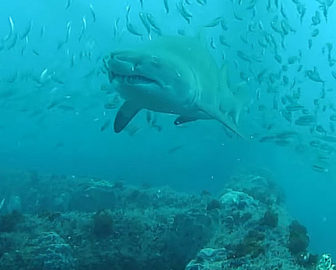 Cape Fear North Carolina Shark Cam Highlights