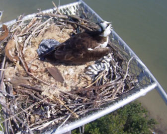 Live Osprey Cam in Fort Myers Beach
