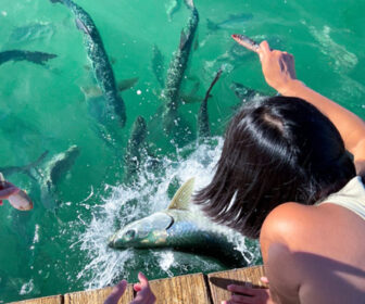 Tarpon Feeding Dock Webcam at Robbie's Marina in Islamorada