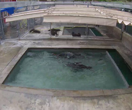 Pacific Marine Mammal Center Pool Cam Laguna Beach