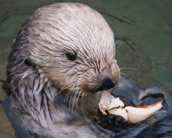 Oregon Coast Aquarium Sea Otter Cam