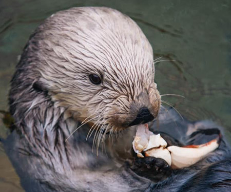 Oregon Coast Aquarium Sea Otter Cam