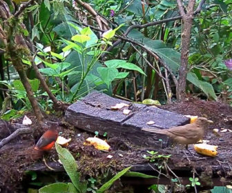 Panama Canopy Lodge Bird Feeder Live Cam