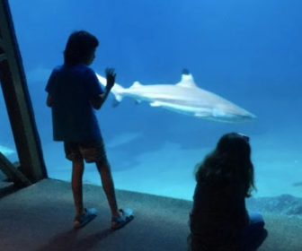 Webcam Maui Ocean Center, The Aquarium of Hawaii