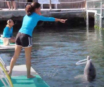 Dolphins Plus Bayside Video Highlights, Key Largo FL