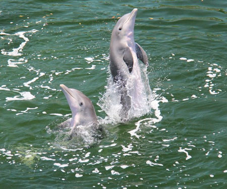 Dolphins Plus Bayside Webcam, Key Largo FL