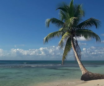 Tropical Beach & Palm Tree Relaxation Video, Sounds of Waves