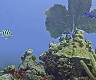 Cayman Reef Underwater Webcam Highlights, Caribbean