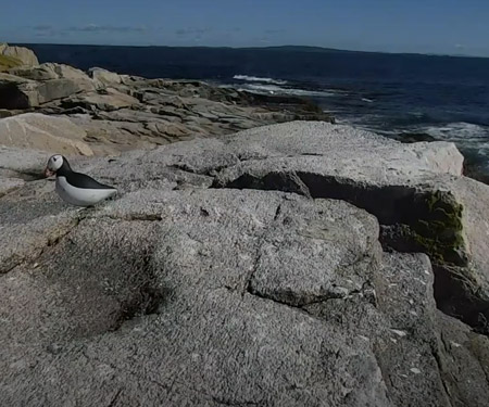 Audubon's Project Puffin Live Cam, Rockland Maine