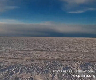 Live Polar Bears International webcam, Wapusk National Park in Manitoba, Canada