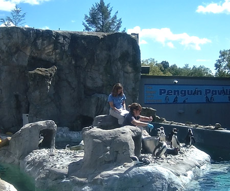 Mystic Aquarium Penguin Live Cam