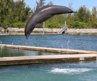 UNEXSO Dolphin Cam, Freeport Bahamas