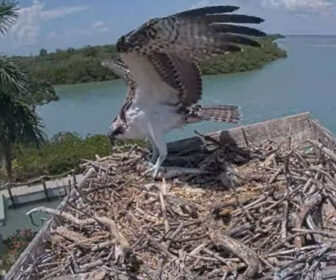 Osprey Nest Cam in Captiva, FL
