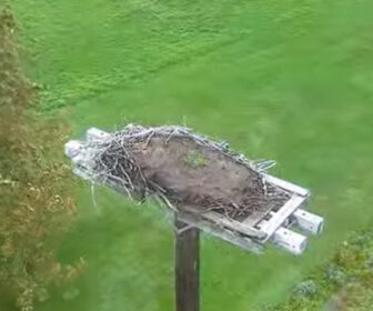 Nova Scotia Osprey Nest Live Cam