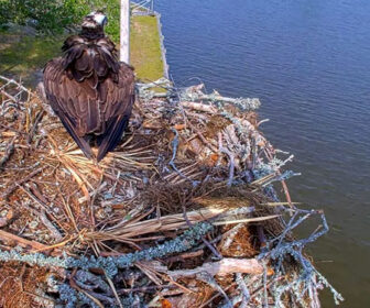Carova Beach Osprey Webcam, Outer Banks, NC, OBX