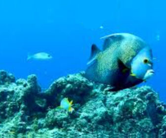 Live Underwater Marine Life Webcam in Cozumel, Mexico