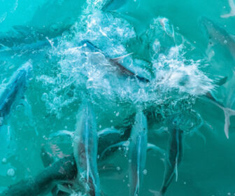 Tarpon Feeding Underwater Cam at Robbie's Marina