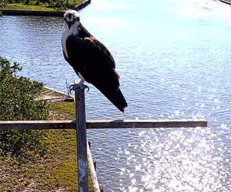 Carova Beach Osprey Stand Cam, Outer Banks, NC