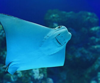 Atlantic City Aquarium Ray Tank Cam